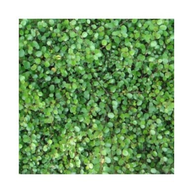 Muehlenbeckia - Flickr - aurora aura