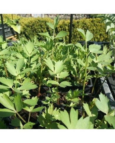 Ache des montagnes 'céléri perpétuel'  - levisticum officinale