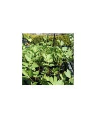 Ache des montagnes 'céléri perpétuel'  - levisticum officinale