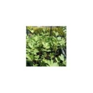 Ache des montagnes 'céléri perpétuel'  - levisticum officinale