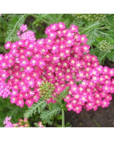 Achillea millefolium 'Cerise Queen' (Anna)