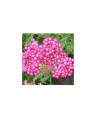 Achillea millefolium 'Cerise Queen' (Anna)