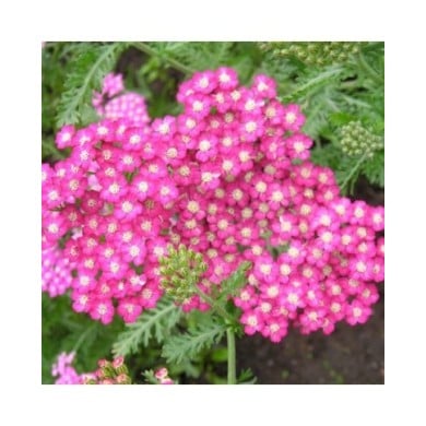 Achillea millefolium 'Cerise Queen' (Anna)
