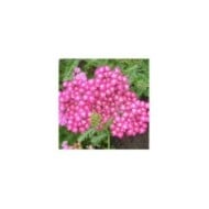 Achillea millefolium 'Cerise Queen' (Anna)