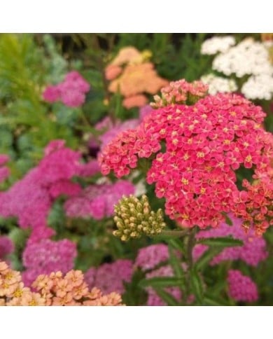 Achillée millefeuille 'Summer Pastels'