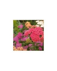 Achillée millefeuille 'Summer Pastels'