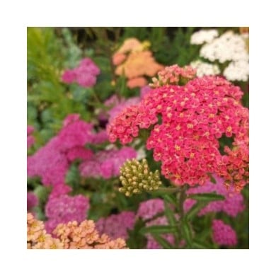 Achillée millefeuille 'Summer Pastels'