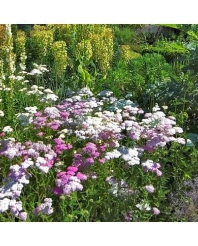 Achillea millefolium 'Summer Pastels' (Old Itch)