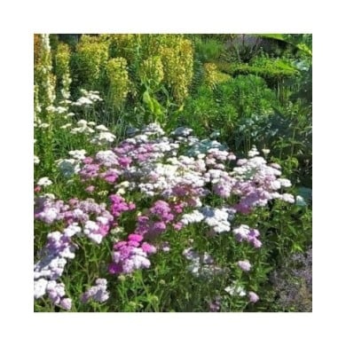 Achillea millefolium 'Summer Pastels' (Old Itch)