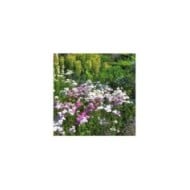 Achillea millefolium 'Summer Pastels' (Old Itch)
