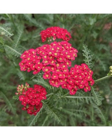 Achillea millefolium 'Paprika' (Under the same moon...)