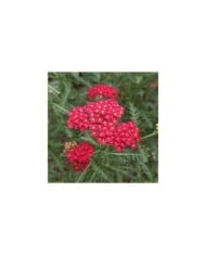 Achillea millefolium 'Paprika' (Under the same moon...)