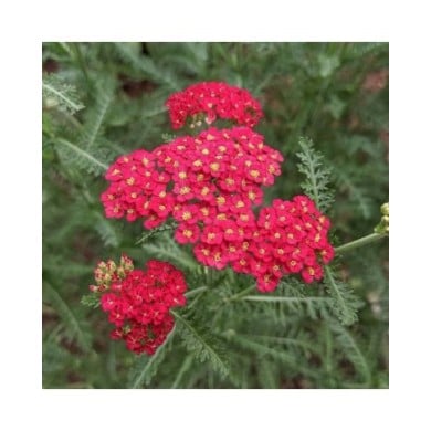 Achillea millefolium 'Paprika' (Under the same moon...)