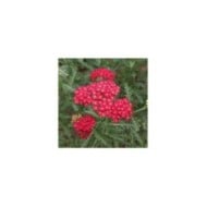 Achillea millefolium 'Paprika' (Under the same moon...)