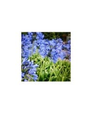 Agapanthe à fleurs bleues (Agapanthus africanus) (Gerry Popplestone)