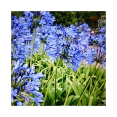 Agapanthe à fleurs bleues (Agapanthus africanus) (Gerry Popplestone)