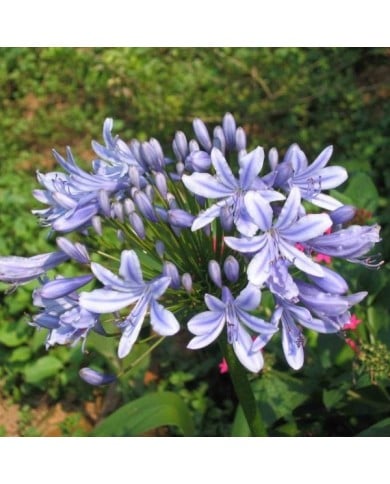 Agapanthe à fleurs bleues (Agapanthus africanus) (HQ)