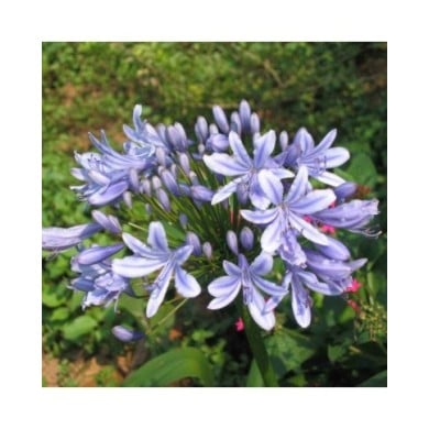 Agapanthe à fleurs bleues (Agapanthus africanus) (HQ)