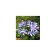 Agapanthe à fleurs bleues (Agapanthus africanus) (HQ)