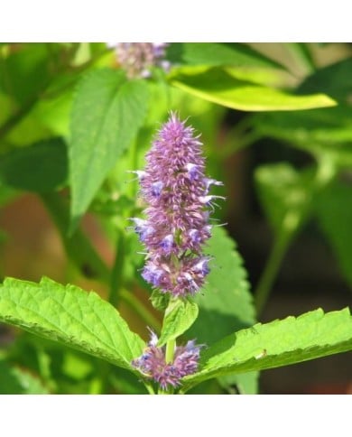 Agastache rugosa (peganum)
