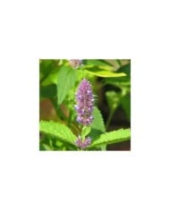 Agastache rugosa (peganum)
