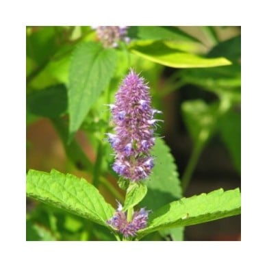 Agastache rugosa (peganum)