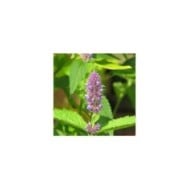 Agastache rugosa (peganum)