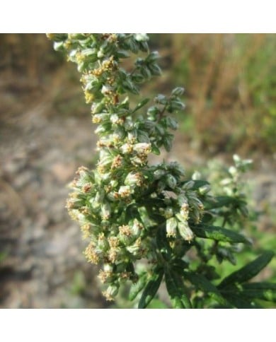 Armoise (Artemisia vulgaris) (Andreas Rockstein)