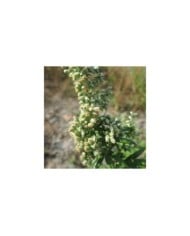 Armoise (Artemisia vulgaris) (Andreas Rockstein)
