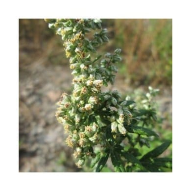 Armoise (Artemisia vulgaris) (Andreas Rockstein)