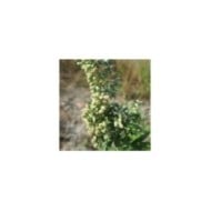 Armoise (Artemisia vulgaris) (Andreas Rockstein)