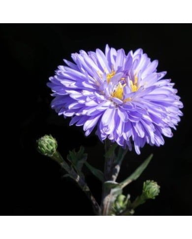 Aster novi-belgii 'Marie Ballard' (Linda De Volder - CC BY-NC-ND 2.0 / flickr.com)