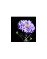 Aster novi-belgii 'Marie Ballard' (Linda De Volder - CC BY-NC-ND 2.0 / flickr.com)