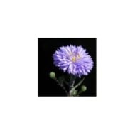 Aster novi-belgii 'Marie Ballard' (Linda De Volder - CC BY-NC-ND 2.0 / flickr.com)