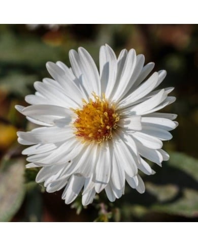 Aster novi-belgii 'White Ladies' (Dominicus Johannes Bergsma / wikimedia.org)