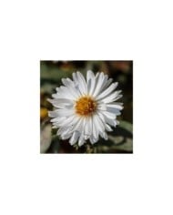 Aster novi-belgii 'White Ladies' (Dominicus Johannes Bergsma / wikimedia.org)