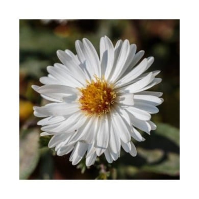 Aster novi-belgii 'White Ladies' (Dominicus Johannes Bergsma / wikimedia.org)