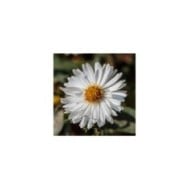 Aster novi-belgii 'White Ladies' (Dominicus Johannes Bergsma / wikimedia.org)