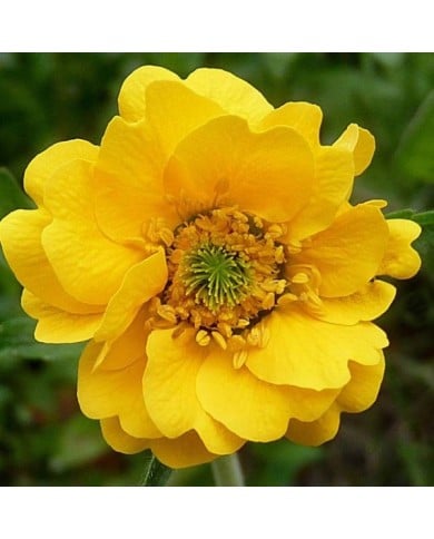 Benoite à fleurs jaunes - Geum chiloense 'Lady Stratheden' (Jamain / Wikimedia)
