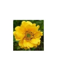 Benoite à fleurs jaunes - Geum chiloense 'Lady Stratheden' (Jamain / Wikimedia)