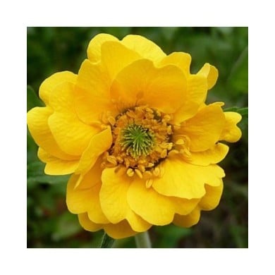 Benoite à fleurs jaunes - Geum chiloense 'Lady Stratheden' (Jamain / Wikimedia)