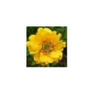 Benoite à fleurs jaunes - Geum chiloense 'Lady Stratheden' (Jamain / Wikimedia)