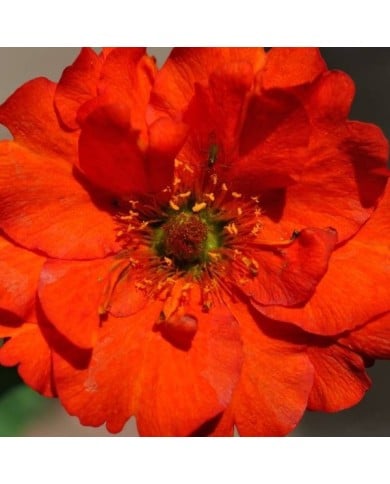 Benoîte à fleurs rouges - Geum chiloense 'Mrs Bradshaw' (m.shattock)