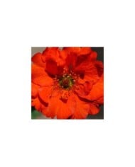 Benoîte à fleurs rouges - Geum chiloense 'Mrs Bradshaw' (m.shattock)