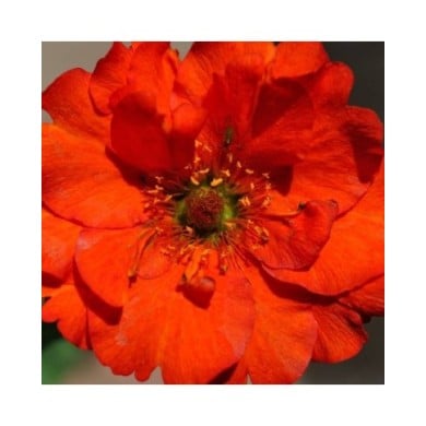 Benoîte à fleurs rouges - Geum chiloense 'Mrs Bradshaw' (m.shattock)