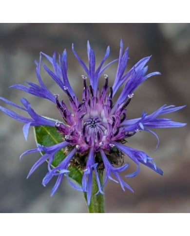 Centaurea montana - Bleuet des montagnes - fleur (Andy Morffew / flickr.com)