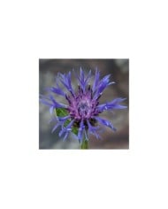 Centaurea montana - Bleuet des montagnes - fleur (Andy Morffew / flickr.com)