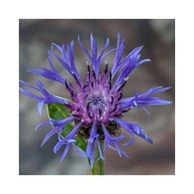 Centaurea montana - Bleuet des montagnes - fleur (Andy Morffew / flickr.com)