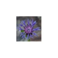 Centaurea montana - Bleuet des montagnes - fleur (Andy Morffew / flickr.com)