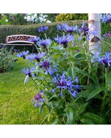 Centaurea montana - Bleuet des montagnes (Dave Gunn / flickr.com)
